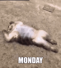 Medic Monkeys Crazy Monday GIF