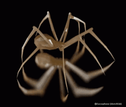 Mediterranean Insect Spider