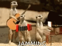 Meerkat Band Jamming GIF