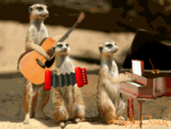 Meerkat Band Playing Musical Instruments GIF