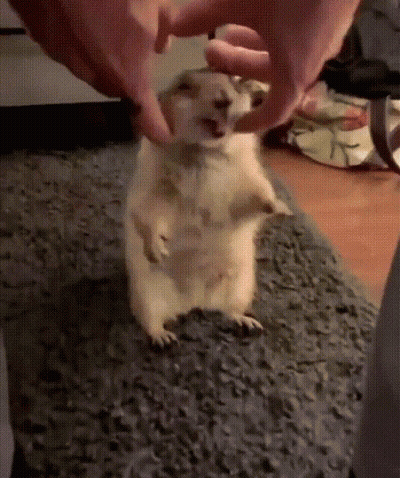 Meerkat Being Petted By Hands GIF
