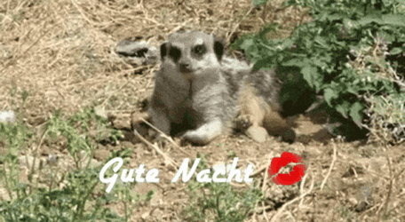 Meerkat Cute Natch GIF