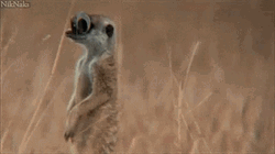Meerkat Googly Eyes On Savanna GIF