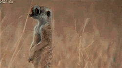 Meerkat GIF