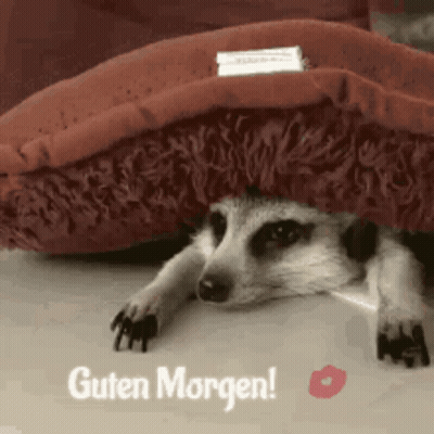 Meerkat Hiding Under Pillow Guten Morgen
