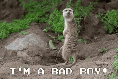 Meerkat Standing In Dirt Saying I'm A Bad Boy GIF
