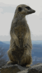 Meerkat Standing Up To Search For Predator GIF