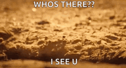 Meerkat Who's There I See You GIF