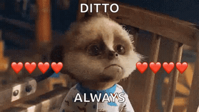 Meerkat With Red Hearts Ditto Always GIF