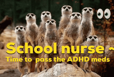 Meerkats Standing On Rock GIF