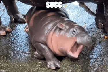 Meme Moo Deng Meme GIF