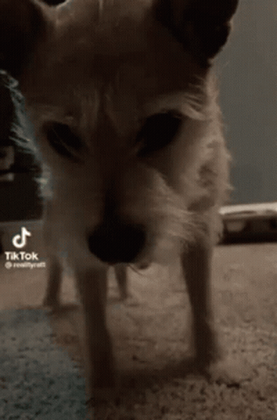 Men In Camouflage Dancing On Stage GIF