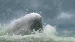 Men Killing Whale GIF