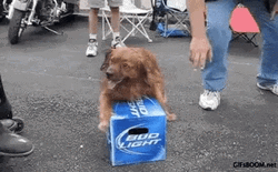 Men Trying To Get Bud Light Box From A Dog GIF