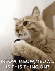 Meow Mic Testing GIF