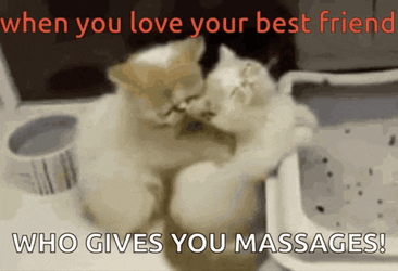 Meow Myboii99 GIF