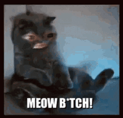 Meow GIF