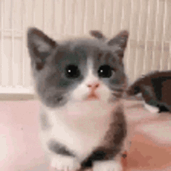 Meowing Small Kitten GIF