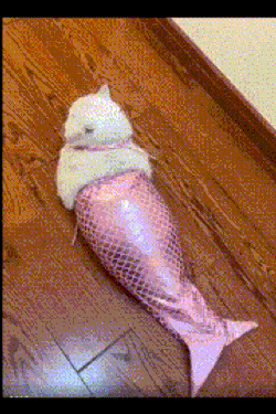 Mermaid Cat GIF