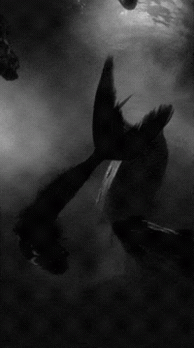Mermaid Tail In Black And White GIF
