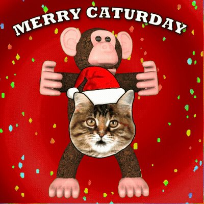 Merry Caturday Cat And Monkey GIF