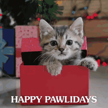 Merry Christmas Cat Gift Box GIF