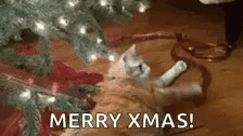 Merry Christmas Cat Ribbon Fight GIF