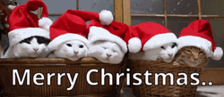 Merry Christmas Cats In Line GIF