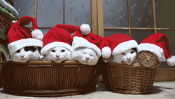 Merry Christmas Cute Sleepy Cats GIF