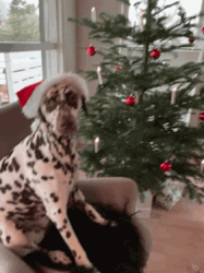Merry Christmas Dalmatian Dog