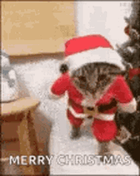 Merry Christmas Funny Cat Doing Its Cat Walk GIF