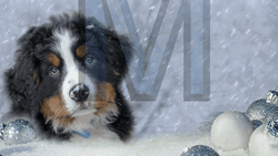Merry Christmas Happy New Year Christmas Dog GIF