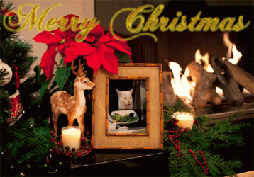 Merry Christmas In July Card GIF