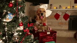 Merry Christmas Meme Cute Dog GIF