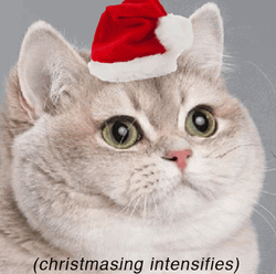 Merry Christmas White Cat GIF