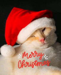 Merry Christmas Winking Cat GIF