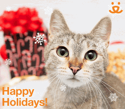 Merry Snowy Christmas From Cat Friend GIF