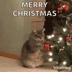 Merry Xmas GIF
