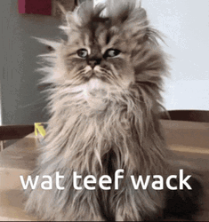 Messy Cat Wat Teef Wack GIF