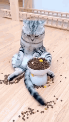 Messy Eater Cat With Bowl Of Food GIF