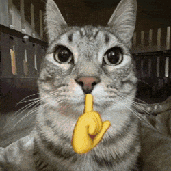 Mewing Cat Jihoo GIF