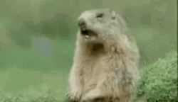 Mexican Prairie Steve GIF