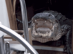 Miami Vice Ricardo Tubbs Shocked At Gator GIF