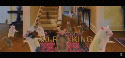 Mice In Room With 530-R King Written On Top GIF