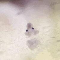 Microscopic View Of Tiny Octopus Waving  GIF