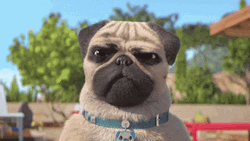 Mighty Mike Confused Dog GIF