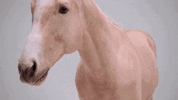 Milk Brown Horse Neigh  GIF