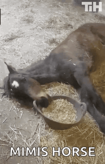 Mimis Horse Laying Next To Hay Bowl GIF