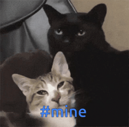 Mine Grumpy Cat Claiming Kitten GIF