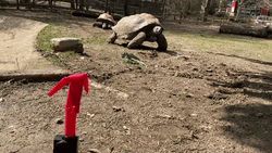 Mini Inflatable Tube Man Curious Turtle GIF